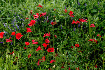 red poppy flowers