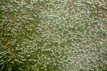 pattern of air bubbles