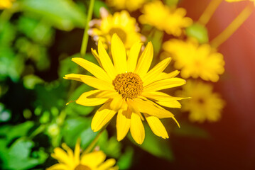 Yellow daisies grow in the meadow in summer
