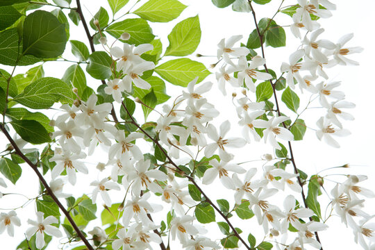 snowbell flowers