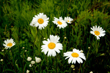 daisies in the grass