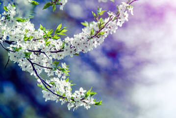 Cherry blossom branch in the garden in spring
