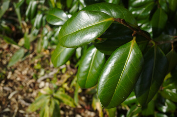 椿の葉。「椿」は春の季語とされているように、つばきの葉を敷物としてお皿に置くだけで季節感を演出することができます。