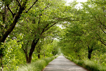 Cherry Trees and Road