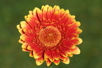 Yellow orange red gerbera flower isolated on green background of a Dutch garden. With some rain...