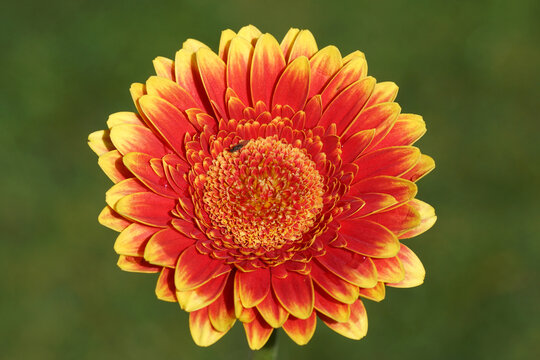 Yellow orange red gerbera flower isolated on green background of a Dutch garden. With some rain drops and a small fly.  