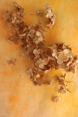Dried flower Hydrangea on orange watercolor background.  Abstract withered delicate hortensia flowers.