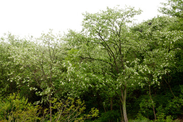 acacia in full bloom