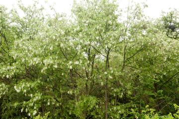 Fototapeta premium acacia in full bloom