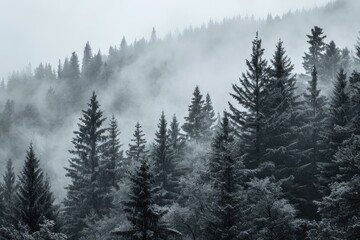 Fototapeta na wymiar A misty pine forest shot in monochrome view, AI generated