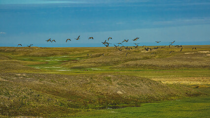 Fototapeta na wymiar A flock of wild geese flying over the northern summer tundra against the blue sky.