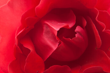 red petals of rose