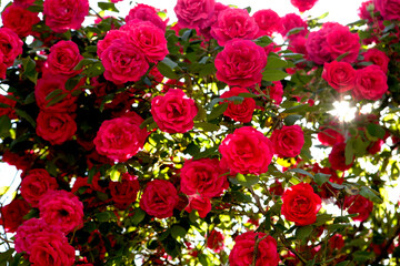 roses in may