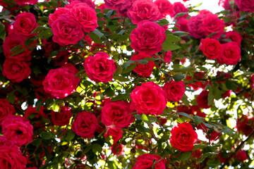 roses in may