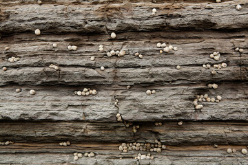 gastropods living on the rock wall