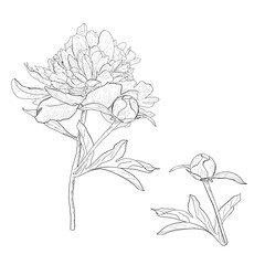 Peony vector illustration flower set. Branch blossom bud leaves. Black outline graphic drawing. Garden foliage ink contour