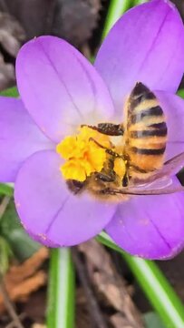 	Buzzing Beauty Bee and Bumblebee the Purple Arlington Flower