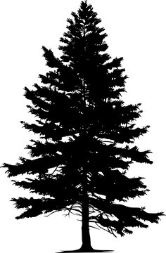 Cedar Tree Silhouette Illustration