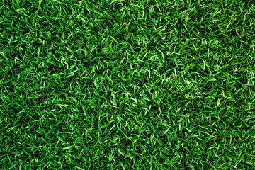 Green grass texture background. Top view - 778014329