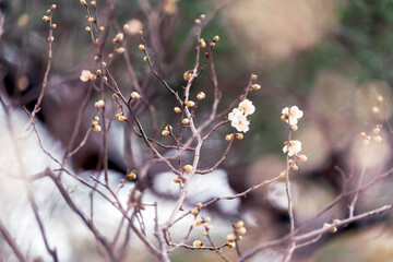 冬の兼六園で見かけたほころびかけた梅の花
