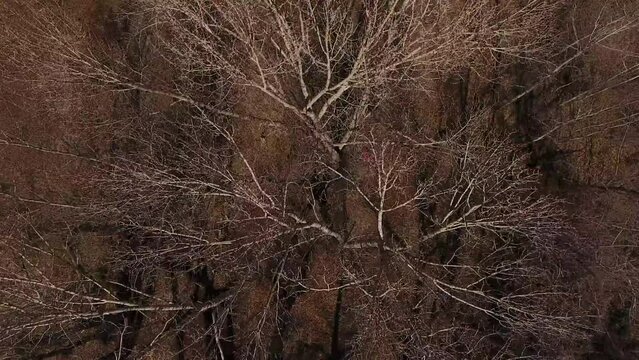 Epic drone shot over RC car driving through bare woods