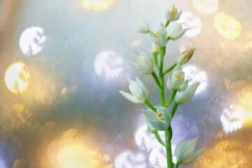 White orchids glowing amidst a magical forest, with ethereal bokeh lights creating a fairy-tale...