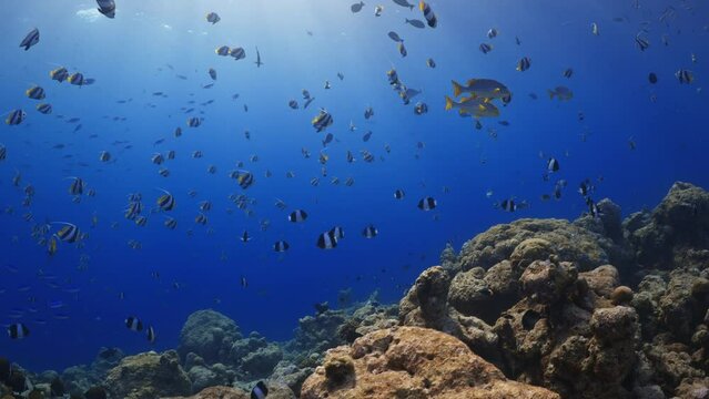 Shoal of Butterfly fish and Bannerfish - Shots in the Southern Maldives