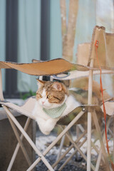 winter holiday and cat concept with scottish cat wear silk scarf and play on camping chair with pine and christmas tree background