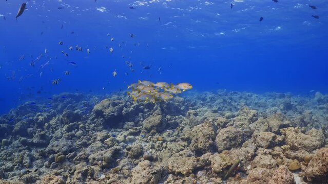 Shoal of Yellow Sweetlips - Shots in the Southern Maldives