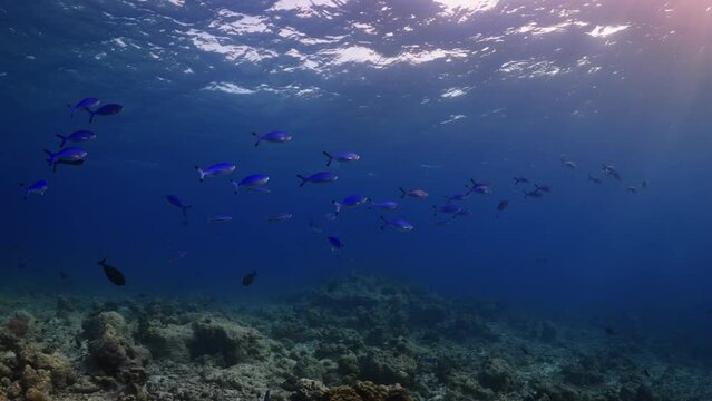 Shoal of Surgeon fishes - Shots in the Southern Maldives