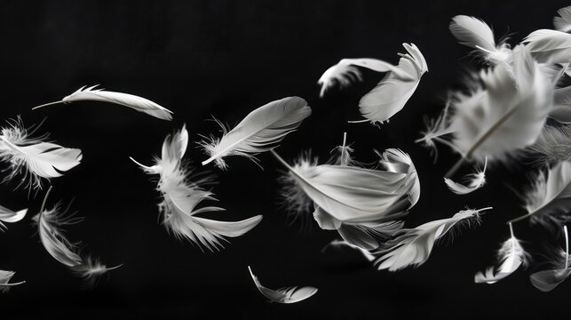 feathers on black,white duck feathers on a black isolated background,Beautiful abstract white feathers on black background, black feather texture on dark pattern, white feather background,black banner