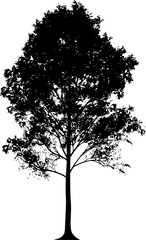 Birch Tree Silhouette Illustration