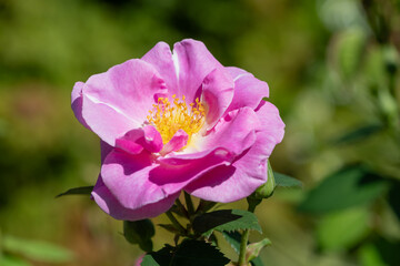 Close up of a dog rose (rosa canina) flower in bloom