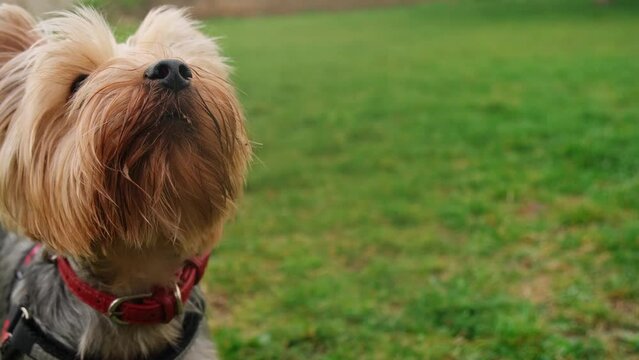 A charming fluffy Yorkshire terrier runs quickly through a green clearing for a ball. A cute decorative active dog playing on a walk in the spring park. Rear view. Zoom effect