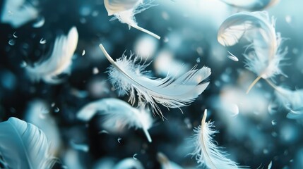 Beautiful abstract colorful blue feathers on white background and soft white feather texture on blue pattern and blue background, feather background, blue banners
 - obrazy, fototapety, plakaty