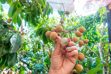 Farmer hand opening Longan at Longan,Thai fruits or Tropical fruits young longan in Lamphun...