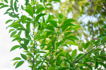 The petals of Annona glabra are light yellow or cream, the base of Annona glabra inside is bright red.Bowling bowls thrive in humid environments. Annona glabra seeds and fruits of Annona glabra