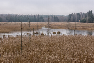 Eastern Poland / Ełckie lake district / wild Poland Polska wschodnia/ Warmian-Masurian Voivodeship/ Gołdap County/ Puszcza Romincka Landscape Park/ swamp