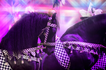 Circus black horses decorated with feathers are participants in the performance.