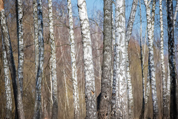 Obraz premium The background of a birch grove with tree trunks.