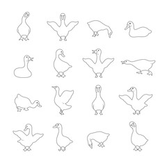 Set of linear gooses silhouette. Domestic and wild ducks on white background. Agriculture birds on farm. Rural wildlife. Hand drawn print. Vector illustration in flat style.