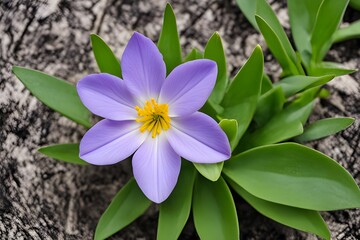 a spring flower