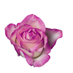 Isolated fuchsia color rose on a white background