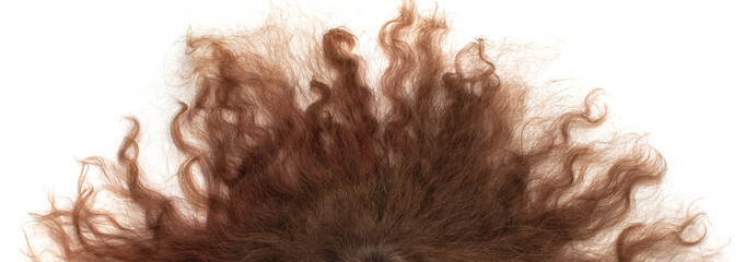 Part of the curly female strands of hair is isolated on a white background.