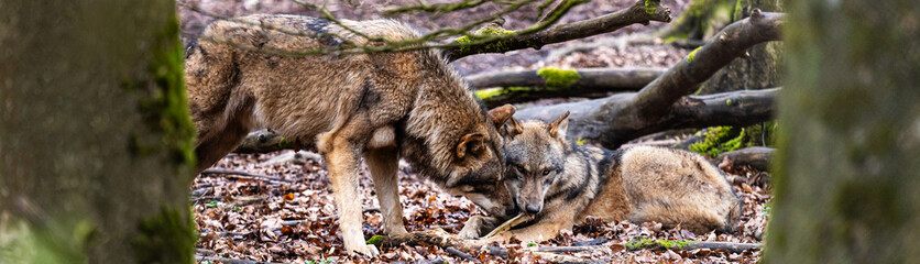 wolves in the forest panorama
