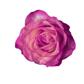 Isolated fuchsia color rose on a white background