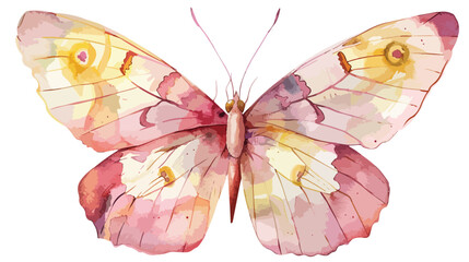 Butterfly watercolor pink yellow white background