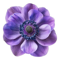 Anemone purple flower isolated on white background