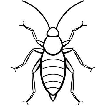 black and white beetle