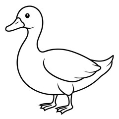 duck